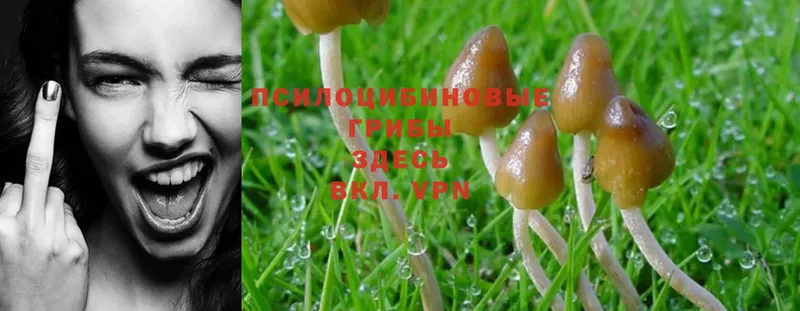 Псилоцибиновые грибы Psilocybe  Богородицк 